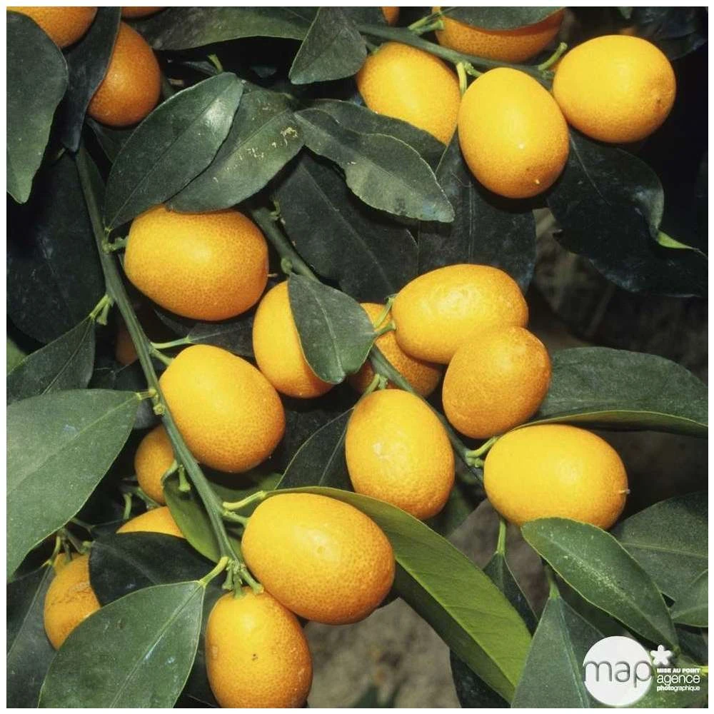 Kumquat Sur 1/4 Tige : Pot 2L 3 Kumquat Sur 1/4 Tige : Pot 2L