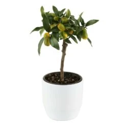 Kumquat Sur 1/4 Tige : Pot 2L 9 Kumquat Sur 1/4 Tige : Pot 2L -VIDA Plantes Magasin 1045106 004