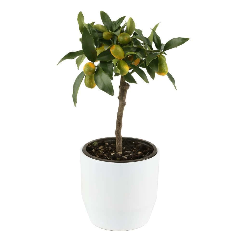 Kumquat Sur 1/4 Tige : Pot 2L 6 Kumquat Sur 1/4 Tige : Pot 2L – Image 4