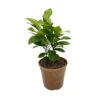 Oranger 'Orange Tea®' Pot D 12cm -VIDA Plantes Magasin 1045111 2027662