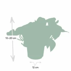 Epipremnum Happy Leaf Scindapsus - H15cm, ø12cm - Plante D'intérieur Tombante -VIDA Plantes Magasin 1046f5608f3c7eca