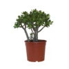 Crassula Ovata 'Minor' H30cm : Pot D17cm 1 Crassula Ovata 'Minor' H30cm : Pot D17cm -VIDA Plantes Magasin 1055574 2001848