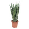 Sansevieria ' Zeylanica' H85cm : Pot D25cm -VIDA Plantes Magasin 1055637 2002031