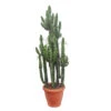 Euphorbe Erythrea 3 Pieds H220cm : Pot Ø50cm -VIDA Plantes Magasin 1055650 2073403