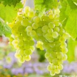 Vigne Variée : Pot 100L -VIDA Plantes Magasin 1056072 2115060 1