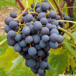 Vigne Variée : Pot 25L 10 Vigne Variée : Pot 25L -VIDA Plantes Magasin 1056072 2115063