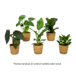 Mix Plantes Vertes, Variétés Variables : Vannerie D12cm -VIDA Plantes Magasin 1066833 2072083