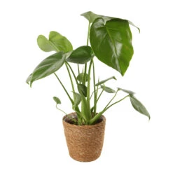 Mix Plantes Vertes, Variétés Variables : Vannerie D12cm -VIDA Plantes Magasin 1066833 2124792