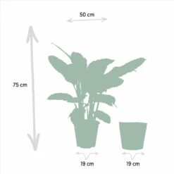 Calathea Warscewiczii Et Son Panier Naturel - H65cm, ø19cm - Plante D'intérieur -VIDA Plantes Magasin 10cd76a7c2bed299