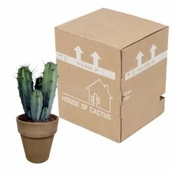 Myrtillocactus - H40cm, ø17cm - Plante D'intérieur Facile D'entretien 9 Myrtillocactus - H40cm, ø17cm - Plante D'intérieur Facile D'entretien -VIDA Plantes Magasin 119cfd77764afc00