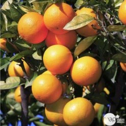 Oranger -20/25 - Pot 45L -VIDA Plantes Magasin 125119 003