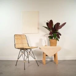 Calathea Warscewiczii Et Son Panier Naturel - H65cm, ø19cm - Plante D'intérieur -VIDA Plantes Magasin 12c8c77f6caaec7c