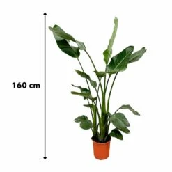 Strelitzia Nicolai Xl - H160cm, ø19cm - Très Grande Plante D'intérieur 7 Strelitzia Nicolai Xl - H160cm, ø19cm - Très Grande Plante D'intérieur -VIDA Plantes Magasin 139e7ae40d459fb3