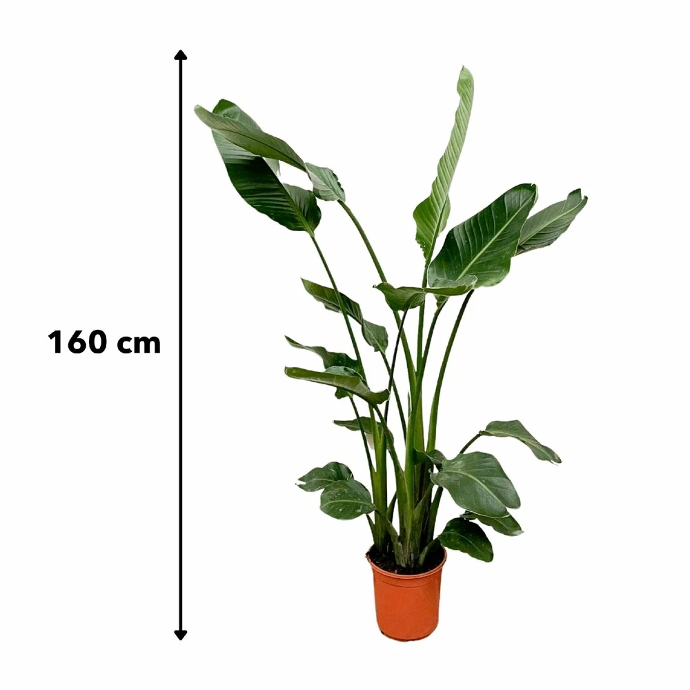 Strelitzia Nicolai Xl - H160cm, ø19cm - Très Grande Plante D'intérieur 5 Strelitzia Nicolai Xl - H160cm, ø19cm - Très Grande Plante D'intérieur – Image 3