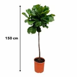 Ficus Lyrata Xl - H150cm, ø30cm - Très Grande Plante D'intérieur -VIDA Plantes Magasin 147808e77ddb7acd
