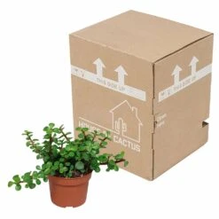 Portulacaria Afra - H25cm, ø10,5cm - Plante D'intérieur -VIDA Plantes Magasin 14989b04955025a5