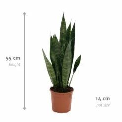 Sansevieria Zeylanica - H55cm, ø14cm - Plante D'intérieur Sans Entretien -VIDA Plantes Magasin 14b7b0a41e32bd54