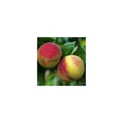 Pêcher Charles Ingouf : Gobelet 3 Ans D'âge Ctr 12 Litres -VIDA Plantes Magasin 150665 002 1