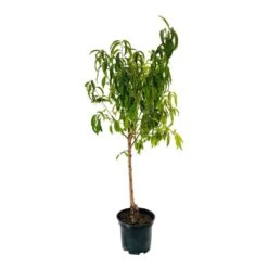 Pêcher Charles Ingouf : Gobelet 3 Ans D'âge Ctr 12 Litres -VIDA Plantes Magasin 150665 004