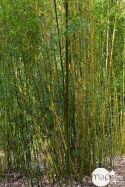 Bambou : Pot De 5 Litres -VIDA Plantes Magasin 15449 001