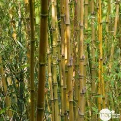 Bambou : Pot De 5 Litres -VIDA Plantes Magasin 15449 004