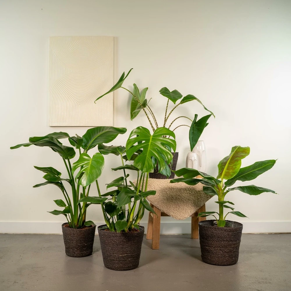 Alocasia Zebrina, Monstera Deliciosa, Bananier Musa, Strelitzia Nicolai - Grandes Plantes D'intérieur 4 Alocasia Zebrina, Monstera Deliciosa, Bananier Musa, Strelitzia Nicolai - Grandes Plantes D'intérieur – Image 2