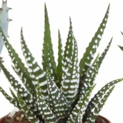 Gasteria, Haworthia Et Leurs Caches-pots, Box De 5 Plantes - H11cm, ø6,5cm - Plantes D'intérieur -VIDA Plantes Magasin 15aaf867e861acbf