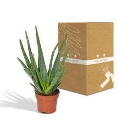 Aloe Vera - H30cm, ø12cm - Plante D'intérieur Succulente -VIDA Plantes Magasin 16c113bef3fab416