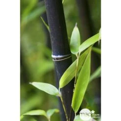 Bambou Moyen Phyllostachys Nigra 150/200 Cm: Pot De 18 Litres -VIDA Plantes Magasin 170450 001
