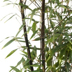 Bambou Moyen Phyllostachys Nigra 150/200 Cm: Pot De 18 Litres -VIDA Plantes Magasin 170450 2058670 1