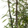 Bambou Moyen Phyllostachys Nigra 150/200 Cm: Pot De 18 Litres -VIDA Plantes Magasin 170450 2058670