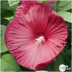 Hibiscus Moscheutos : Conteneur De 5 Litres -VIDA Plantes Magasin 171264 001