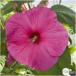 Hibiscus Moscheutos : Conteneur De 5 Litres -VIDA Plantes Magasin 171264 002