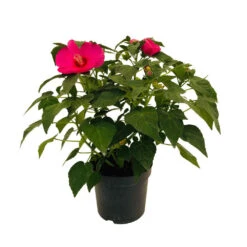 Hibiscus Moscheutos : Conteneur De 5 Litres -VIDA Plantes Magasin 171264 006