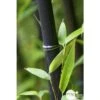 Bambou Moyen Phyllostachys Nigra: Pot De 70 Litres -VIDA Plantes Magasin 171356 001