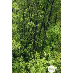 Bambou Moyen Phyllostachys Nigra: Pot De 70 Litres -VIDA Plantes Magasin 171356 002