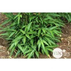 Bambou Moyen Phyllostachys Nigra: Pot De 70 Litres -VIDA Plantes Magasin 171356 003