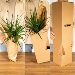 Humata Tyermannii - H20cm, ø17cm - Plante D'intérieur Tombante -VIDA Plantes Magasin 182e635ef4debf1b