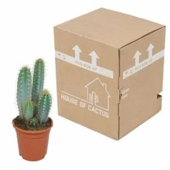 Pilosocereus Azureus - H40cm, ø17cm - Plante D'intérieur -VIDA Plantes Magasin 18c76fad916e457c