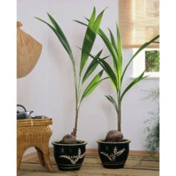 Cocotier Nucifera : Pot H.150cm -VIDA Plantes Magasin 19401 001
