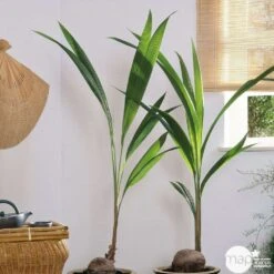 Cocotier Nucifera : Pot H.150cm -VIDA Plantes Magasin 19401 002