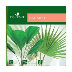 Cocotier Nucifera : Pot H.150cm