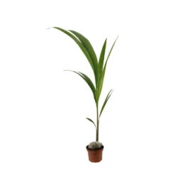 Cocotier Nucifera : Pot H.150cm -VIDA Plantes Magasin 19401 004