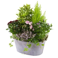 Composition D’Automne : Bassine Zinc, Ø 30 cm - - Coloris Variables -VIDA Plantes Magasin 199534 011