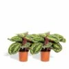 Calathea Médaillon Duo - Plantes D'intérieur -VIDA Plantes Magasin 19ac16d87cf0f840
