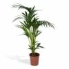 Palmier Kentia Xl - H120cm, ø24cm - Très Grande Plante D'intérieur -VIDA Plantes Magasin 1aa044b0e1772fd8