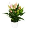 Fleur Flamant Rose - Anthurium Andreanum - Anthurium - Pot 12cm - Petites Fleurs Roses - Lilli -VIDA Plantes Magasin 1c3c4fbaa64b2aef