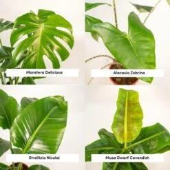 Alocasia Zebrina, Monstera Deliciosa, Bananier Musa, Strelitzia Nicolai - Grandes Plantes D'intérieur 9 Alocasia Zebrina, Monstera Deliciosa, Bananier Musa, Strelitzia Nicolai - Grandes Plantes D'intérieur -VIDA Plantes Magasin 1d9891b5fc13f9ec