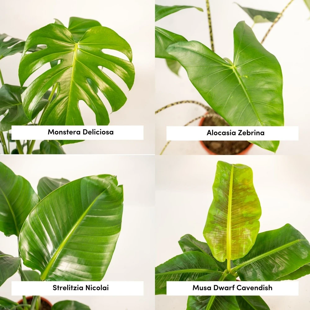 Alocasia Zebrina, Monstera Deliciosa, Bananier Musa, Strelitzia Nicolai - Grandes Plantes D'intérieur 5 Alocasia Zebrina, Monstera Deliciosa, Bananier Musa, Strelitzia Nicolai - Grandes Plantes D'intérieur – Image 3