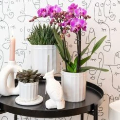 Haworthia - H11cm, ø6cm - Plante D'intérieur -VIDA Plantes Magasin 1dcd91ab4fa67002